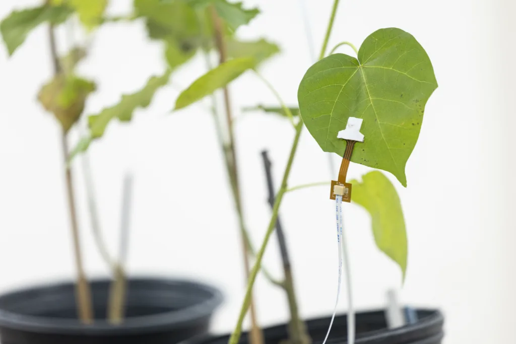 A detail photo of a sensor on a plant leaf